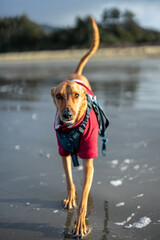 Dog on beach walking with red jacket