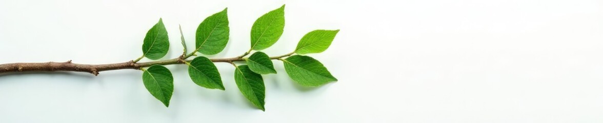Fototapeta premium Single tree branch lying flat against white background with some dew drops, minimalist, fog