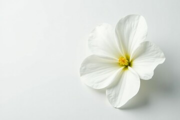Delicate white flower blossom against pure white background, beauty, fresh, wedding