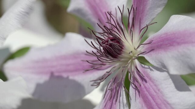 Tokyo, Japan - May 3, 2025: Closeup of clematis flower in a summer garden