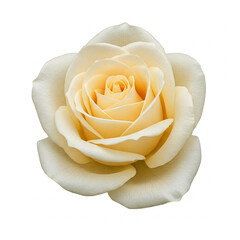 Cream rose isolated on white background, elegant flower for romantic, celebratory, and artistic themes