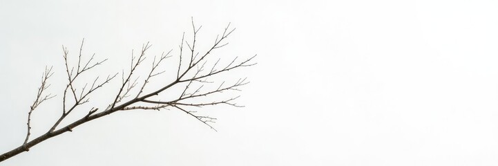 Fototapeta premium Long isolated branches on white background with gentle fade effect, minimalist, nature