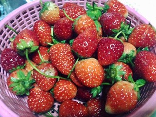 Fresh strawberries in a pink plastic basket
