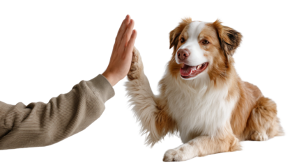 Affectionate Canine Handshake: Witness a heartwarming moment as a loyal canine and a human share a friendly, high-five greeting, emphasizing the beautiful bond of companionship.