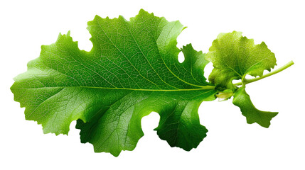 Leaf's intricate design: A close-up of a captivating leaf, showcasing its unique texture and vibrant green color, offers an appreciation of nature's beauty and delicate detail.