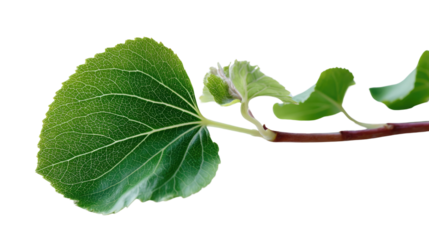 Arboreal Embrace: An intimate view of verdant leaves and delicate buds extending from a sturdy branch against a clean backdrop. Illustrating natural beauty and growth.