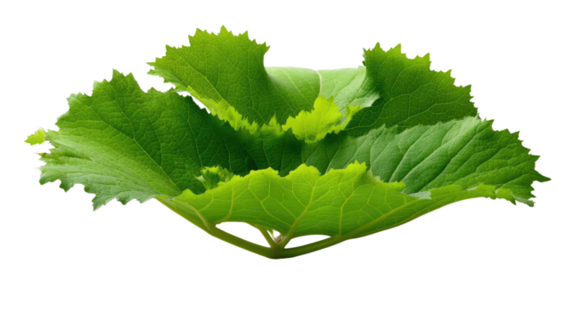 Vibrant Leaf's Botanical Dance: A close-up view of a verdant leaf, showcasing its intricate textures and radiating vitality, inviting the observer into nature's artistic display.