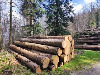 Deforestation, felled trees, tree trunks cleared of branches, sunny day, park natural area, walking path, firewood and timber harvesting, industry, Switzerland, Zurich, Uetliberg