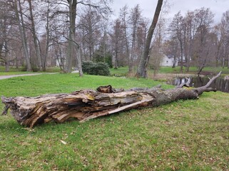 A tree broken and toppled by a storm wind lies on the grass in a public park, with a pond and tall trees in the background