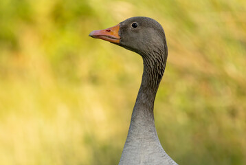 Graylag geese (Anser anser) in a natural habitat