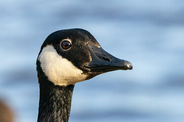Canada Goose (Branta canadensis) close up
