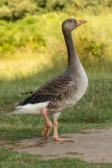 Graylag geese (Anser anser) in a natural habitat