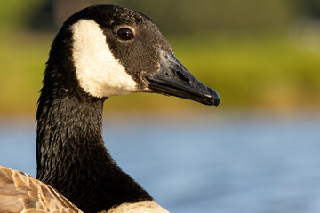 Canada Goose (Branta canadensis) close up