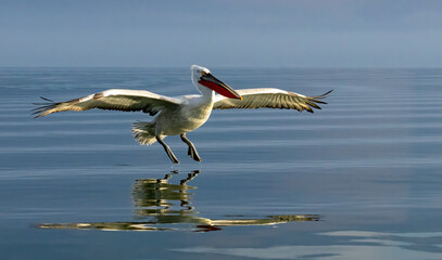 Dalmatian Pelican of Kerkini Lake
