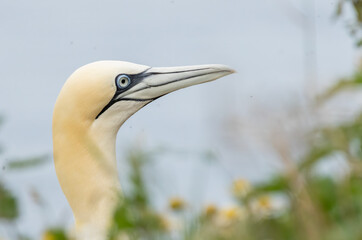 Northern Gannet on breeding rocks of Bempton cliffs, UK