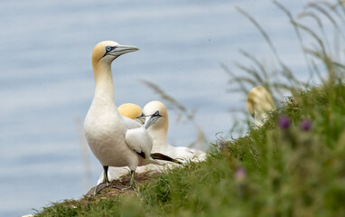 Northern Gannet on breeding rocks of Bempton cliffs, UK