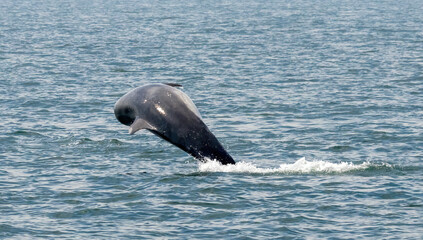 Fototapeta premium Bottle-nosed Dolphins in Amvrakikos Gulf, Greece
