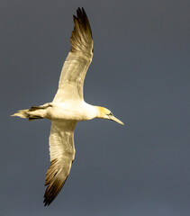 Northern Gannet on breeding rocks of Bempton cliffs, UK