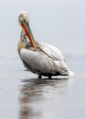 Dalmatian Pelican of Kerkini Lake
