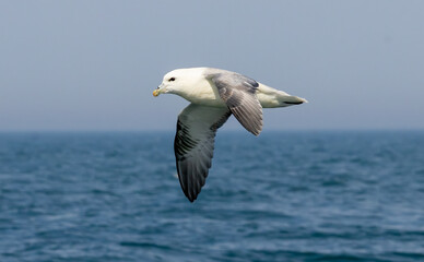 Northern Fulmar on breeding rocks of Bempton cliffs, UK