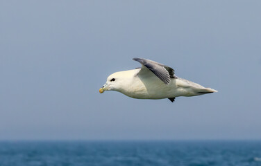 Northern Fulmar on breeding rocks of Bempton cliffs, UK