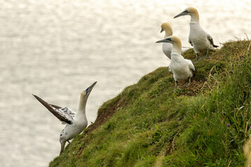 Northern Gannet on breeding rocks of Bempton cliffs, UK