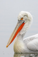 Dalmatian Pelican of Kerkini Lake