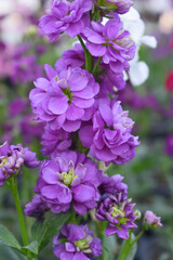 Fototapeta premium Purple Hoary Stock, Purple Hoary Stock or Matthiola Incana is a member of the Brassicaceae family of flowering plants. It's also commonly known as Brompton Stock, Common Stock, Purple flower in garden