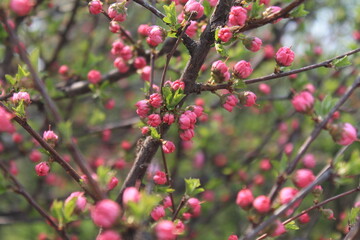 Fototapeta premium red flowers in the garden