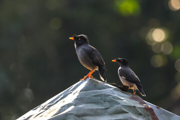 Pair of jungle myna.this photo was taken from Bangladesh.