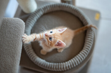 Playful orange kitten reaching for toy in cozy indoor setting