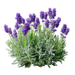Fototapeta premium Purple floral cluster isolated on transparent png background