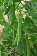 Green peas grow in the garden Beautiful close up of green fresh peas and pea pods. Healthy food, Bush of sweet pea with ripe pods cultivated on vegetable garden, green peas closeup in nature, Pakistan