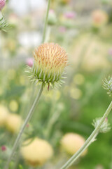 A blooming Creeping Thistle plant, Creeping thistles flower at the meadow. wild flower bloom, thistle in seed, natural flower, creeping thistle flower closeup, Closeup of fluffy creeping thistles seed