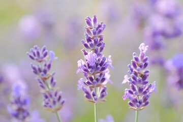 Obraz premium Light Lavender Fading into Soft White Gradient