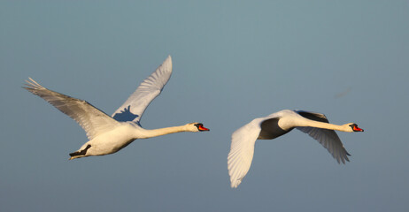 white swan flying in the sky
