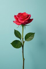 A single rose on a clean and simple background, isolated, clean