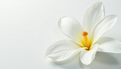 Close-up shot of pristine white petals against pure white backdrop, soft, flower, white background