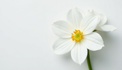Delicate white flower on pure white background, close-up, purity