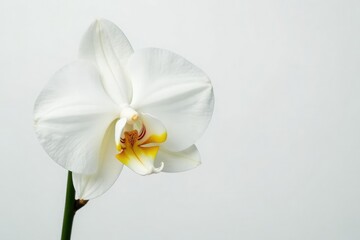 Fototapeta premium Delicate white orchid blossom against pure white backdrop, blossom, summer