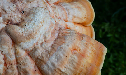 Golden-yellow shelf-like Laetiporus Sulphureus Bracket or Sulphur Polypore fungus growing on a...