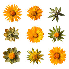 Yellow calendula flower set png