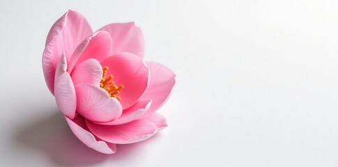 Obraz premium Delicate pink petals unfolding on a crisp white background, bloom, delicate