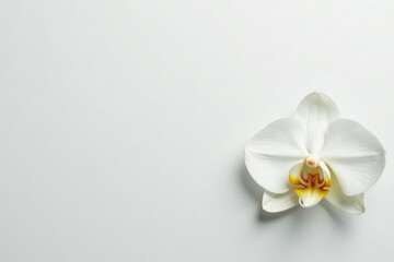 Delicate white orchid blossom on pure white backdrop, macro photography, botanical photography
