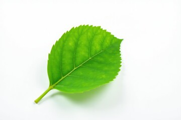 Fototapeta premium A single leaf with veins on a white background, botanical, , foliage