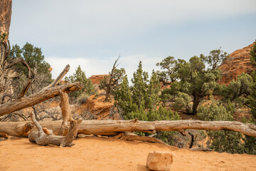 A weathered dead tree lies across red sand surrounded by juniper trees and desert vegetation in the Utah wilderness