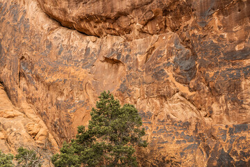 A textured sandstone cliff wall streaked with dark mineral stains towers over a desert pine tree in a rugged canyon landscape of the American Southwest