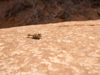 A chipmunk pauses on a flat sandstone rock surface in a sunlit desert setting, capturing a moment of stillness in an arid environment of the American Southwest