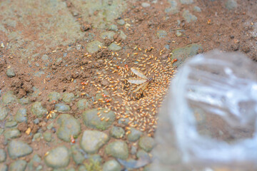 Small Worker Termites,Close-up of ants