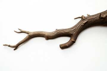 Obraz premium Thick sturdy oak branch isolated on a clean white surface, isolation, branch, pure